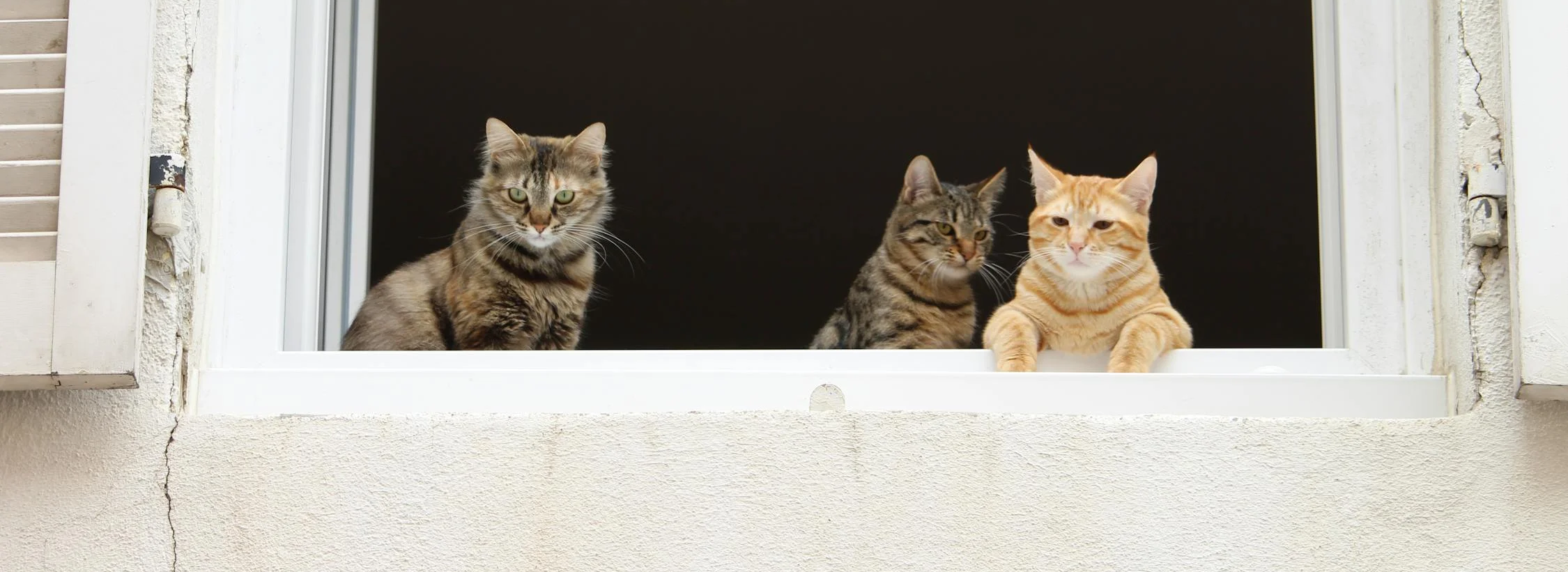 Cats congregating in a window